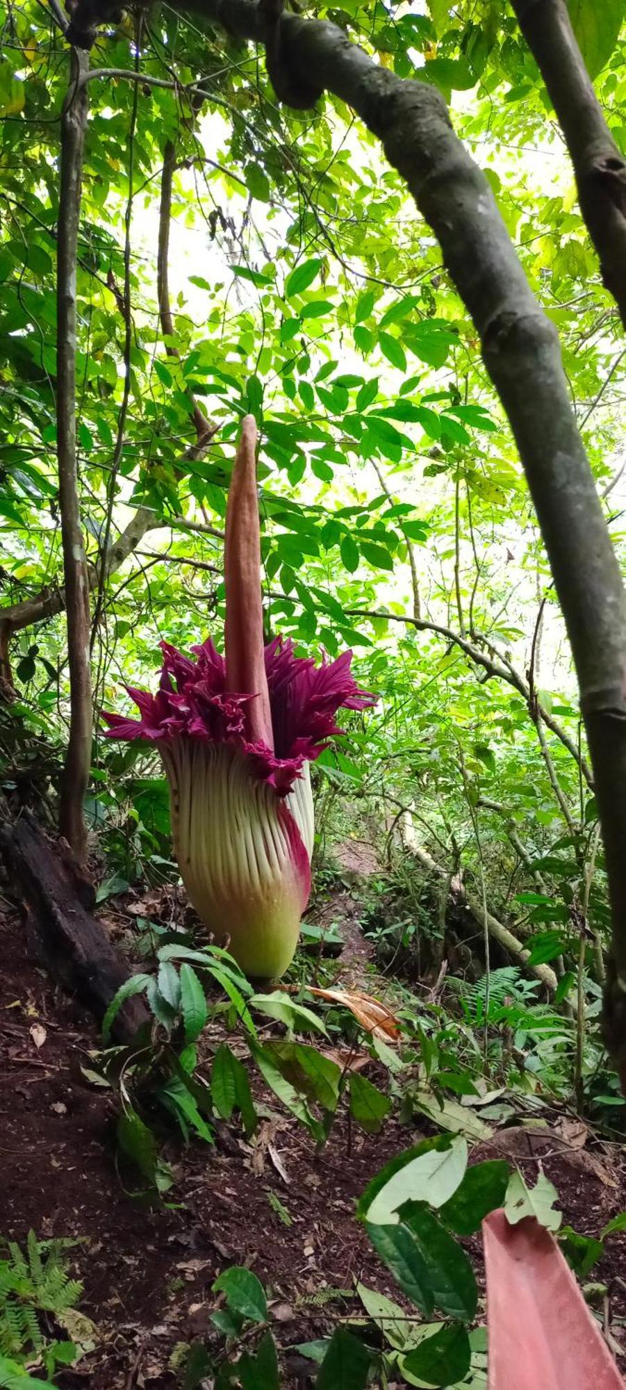 Green Lodge Tangkahan المظهر الخارجي الصورة
