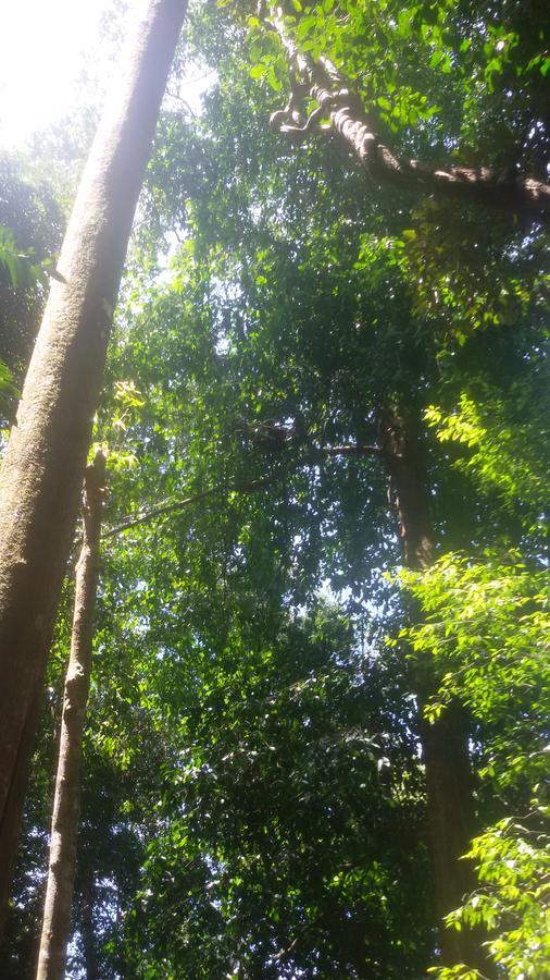 Green Lodge Tangkahan المظهر الخارجي الصورة