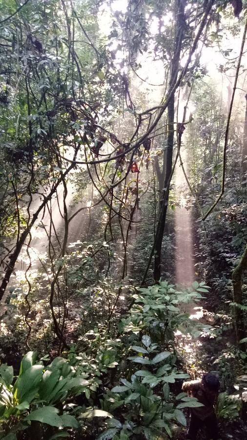 Green Lodge Tangkahan المظهر الخارجي الصورة