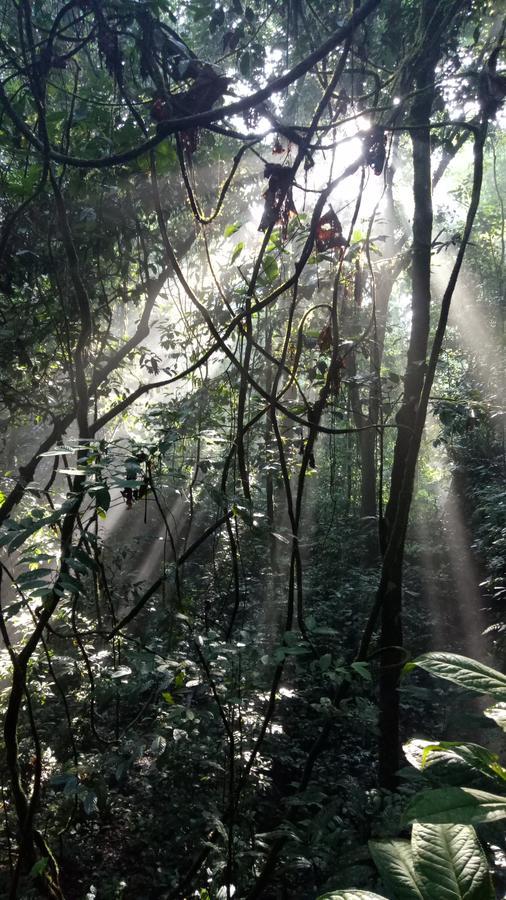 Green Lodge Tangkahan المظهر الخارجي الصورة